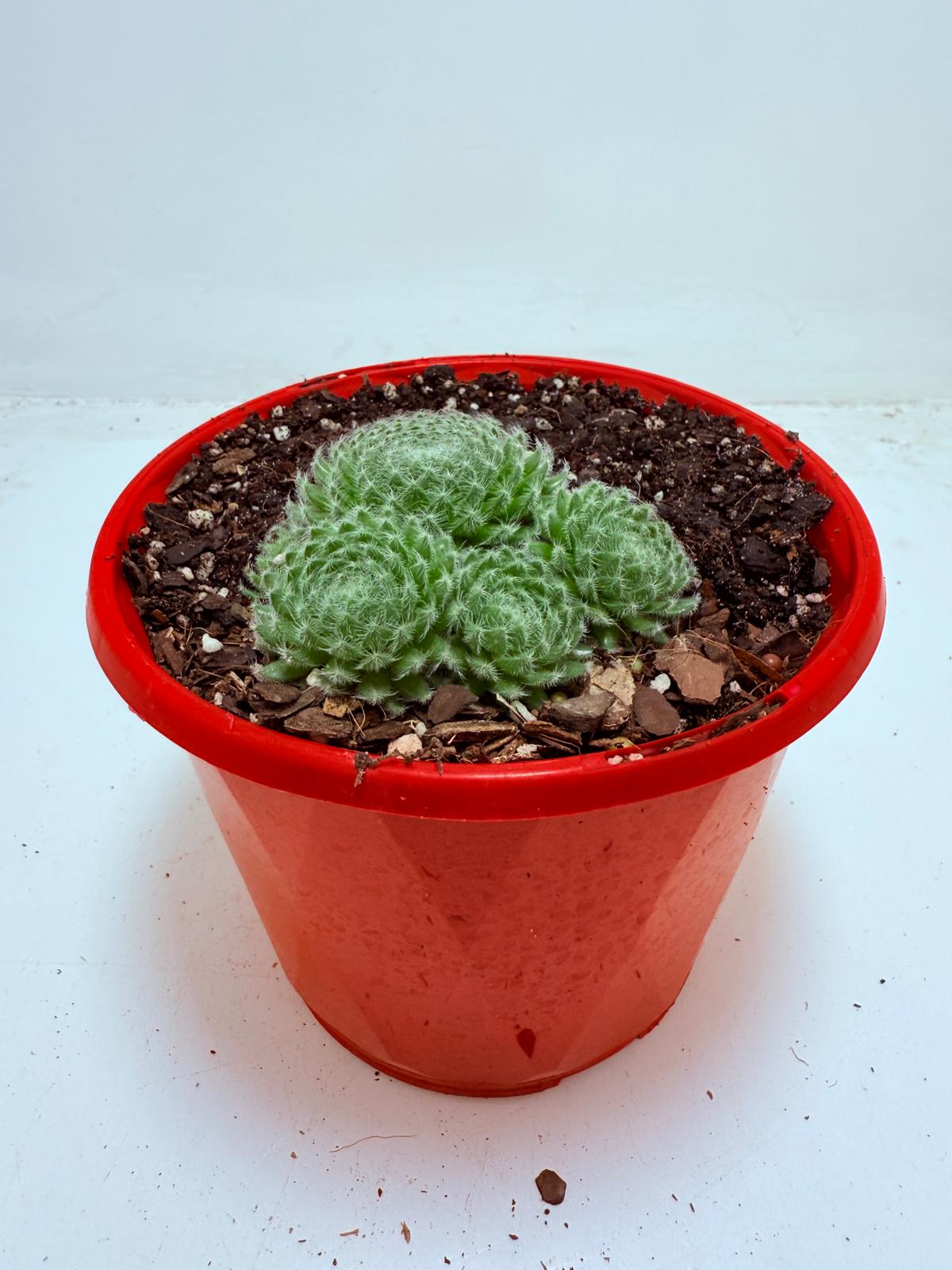 Sempervivum ciliosum – Rare Hardy Succulent