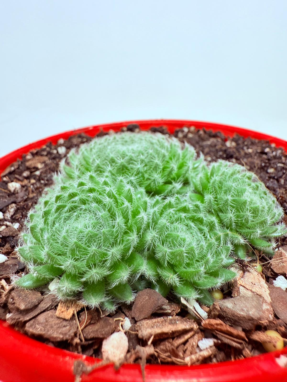 Sempervivum ciliosum – Rare Hardy Succulent