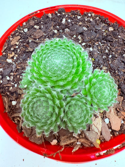 Sempervivum ciliosum – Rare Hardy Succulent