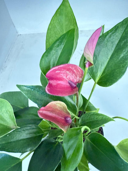 Anthurium ‘Baby Purple’ Plant – Perfect 100mm Potted Tropical Decor