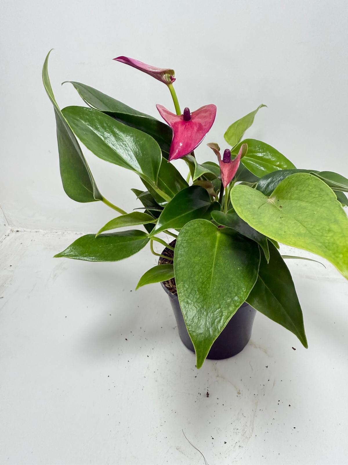 Anthurium ‘Baby Purple’ Plant – Perfect 100mm Potted Tropical Decor