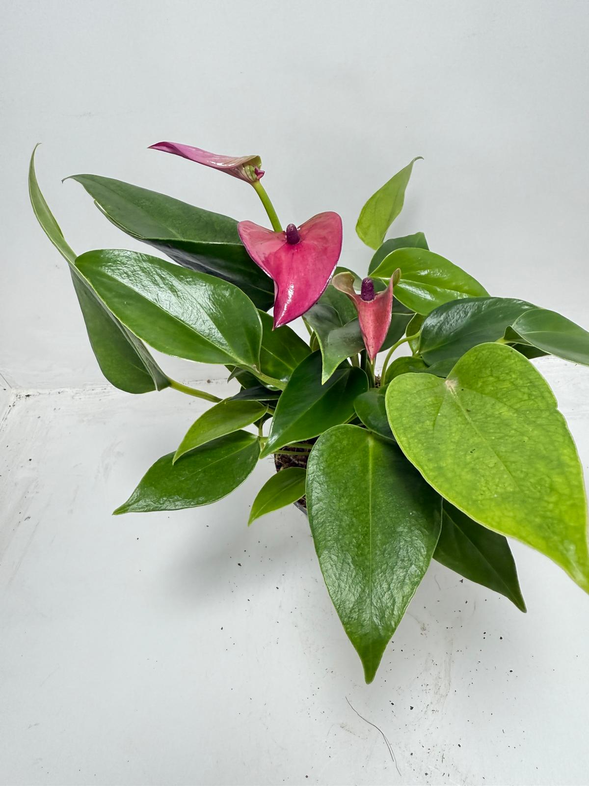 Anthurium ‘Baby Purple’ Plant – Perfect 100mm Potted Tropical Decor