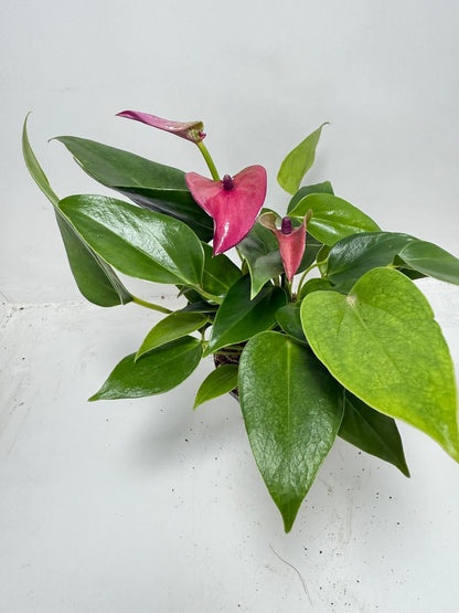 Anthurium ‘Baby Purple’ Plant – Perfect 100mm Potted Tropical Decor