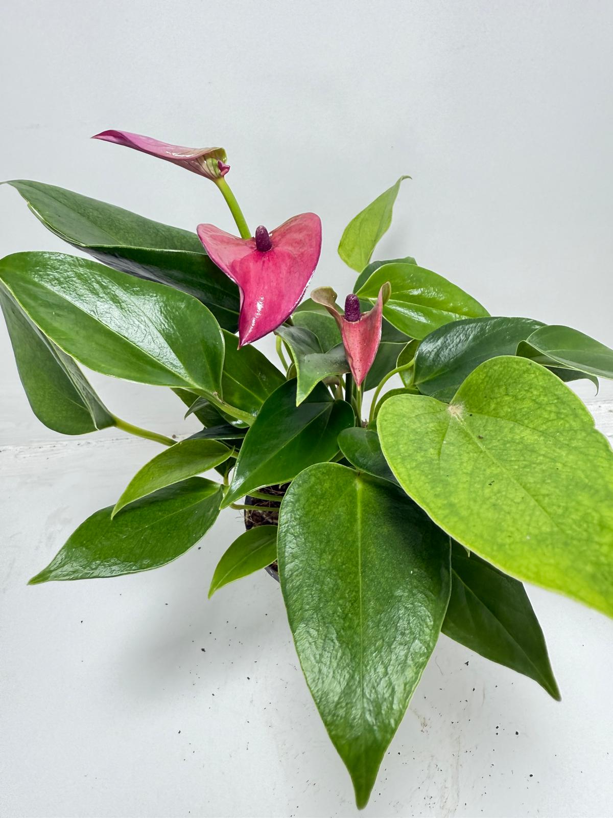 Anthurium ‘Baby Purple’ Plant – Perfect 100mm Potted Tropical Decor