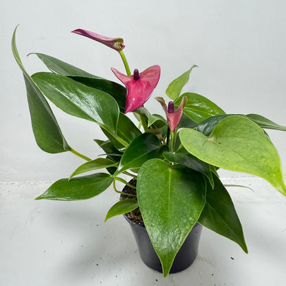 Anthurium ‘Baby Purple’ Plant – Perfect 100mm Potted Tropical Decor