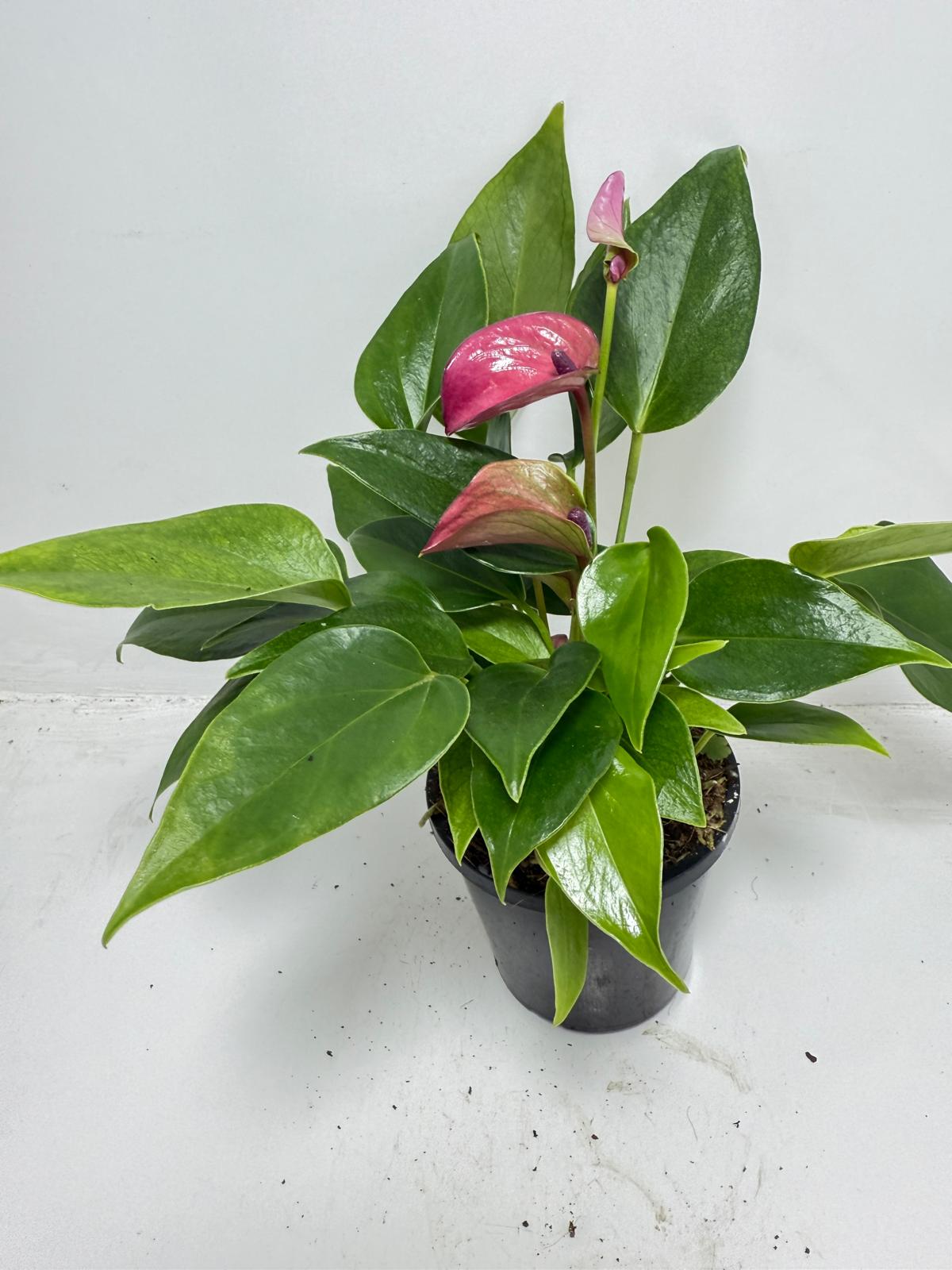 Anthurium ‘Baby Purple’ Plant – Perfect 100mm Potted Tropical Decor