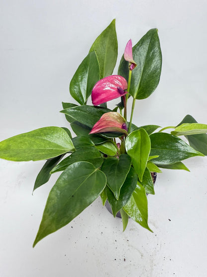 Anthurium ‘Baby Purple’ Plant – Perfect 100mm Potted Tropical Decor