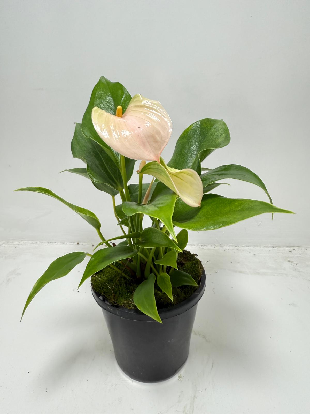 Anthurium Jolie Peach – Elegant Compact Peach Blooming Houseplant | 100mm