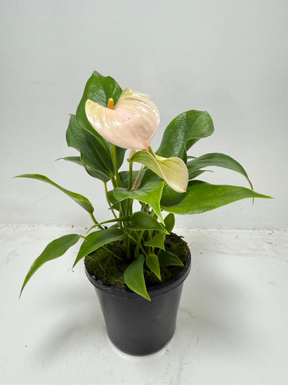 Anthurium Jolie Peach – Elegant Compact Peach Blooming Houseplant | 100mm