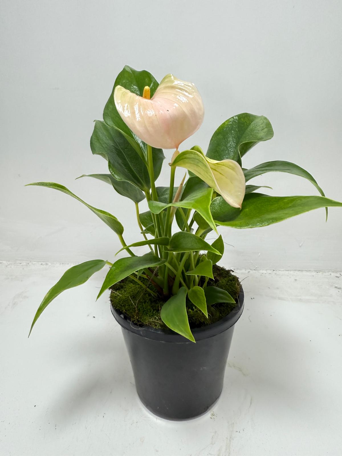 Anthurium Jolie Peach – Elegant Compact Peach Blooming Houseplant | 100mm