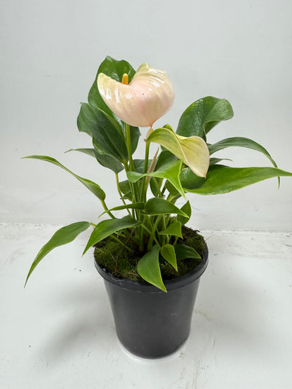 Anthurium Jolie Peach – Elegant Compact Peach Blooming Houseplant | 100mm