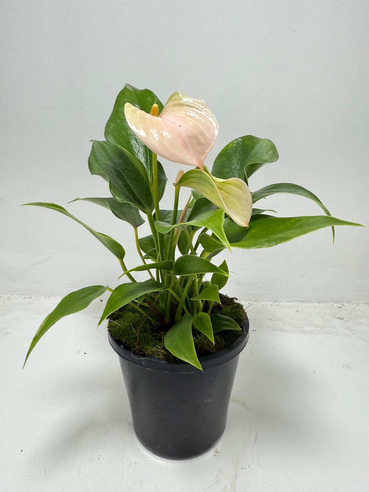 Anthurium Jolie Peach – Elegant Compact Peach Blooming Houseplant | 100mm