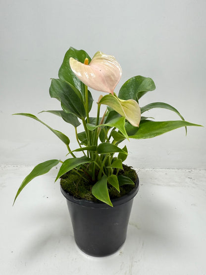Anthurium Jolie Peach – Elegant Compact Peach Blooming Houseplant | 100mm