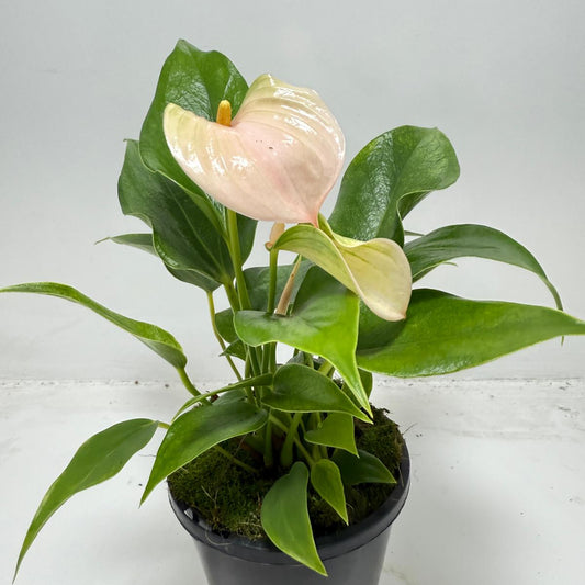 Anthurium Jolie Peach – Elegant Compact Peach Blooming Houseplant | 100mm