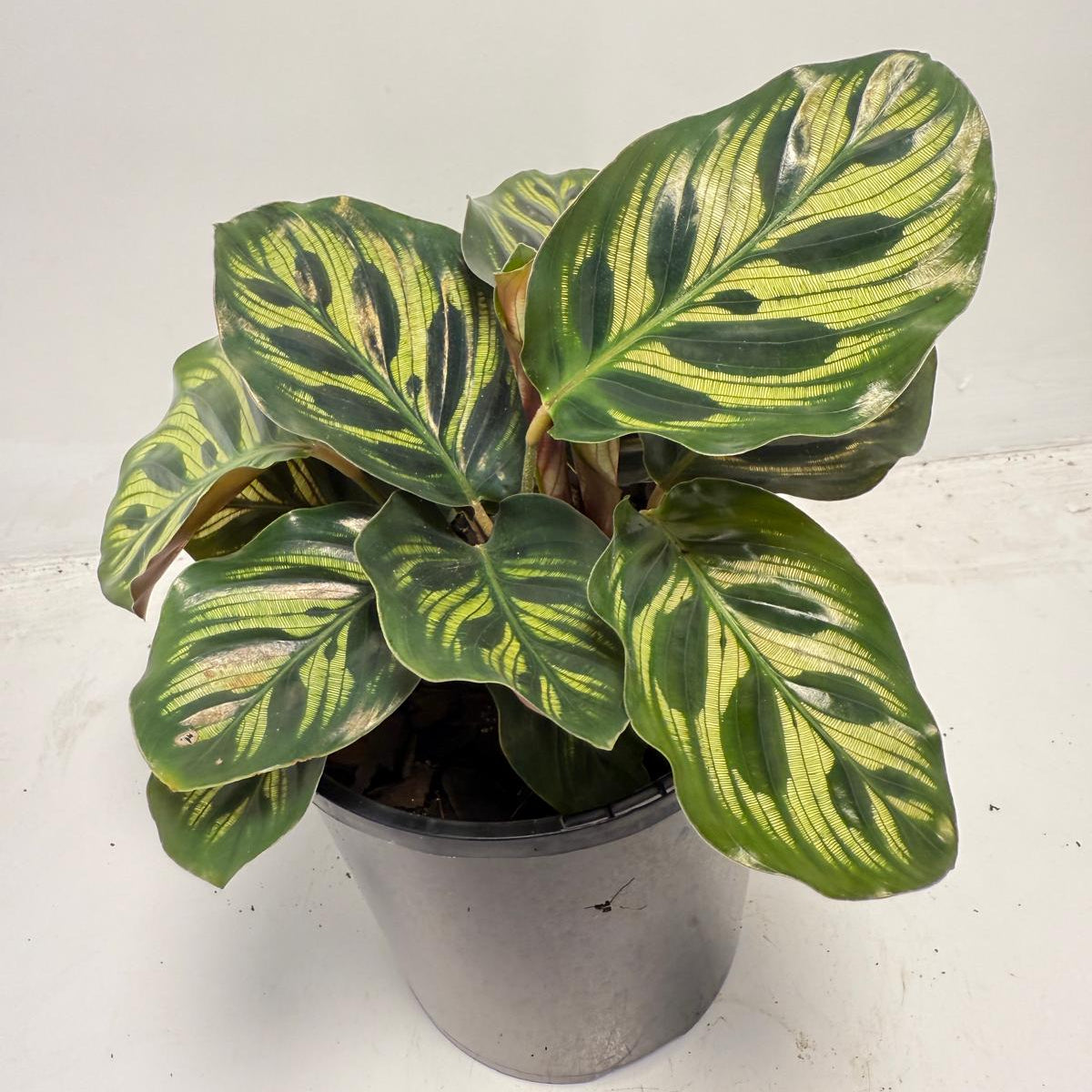 Calathea makoyana