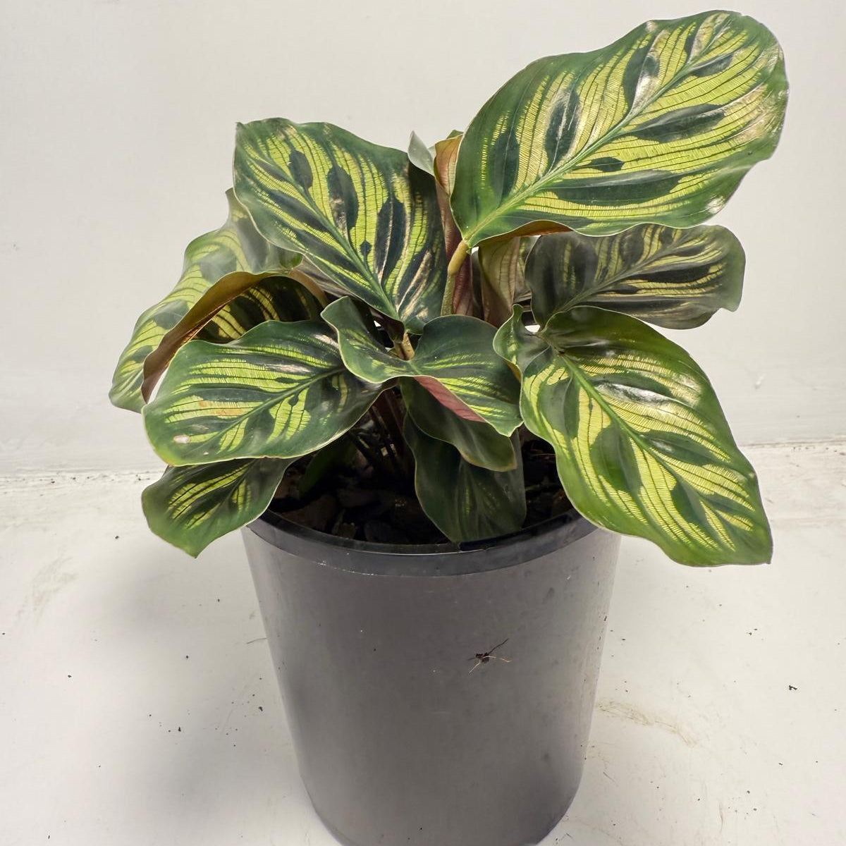Calathea makoyana