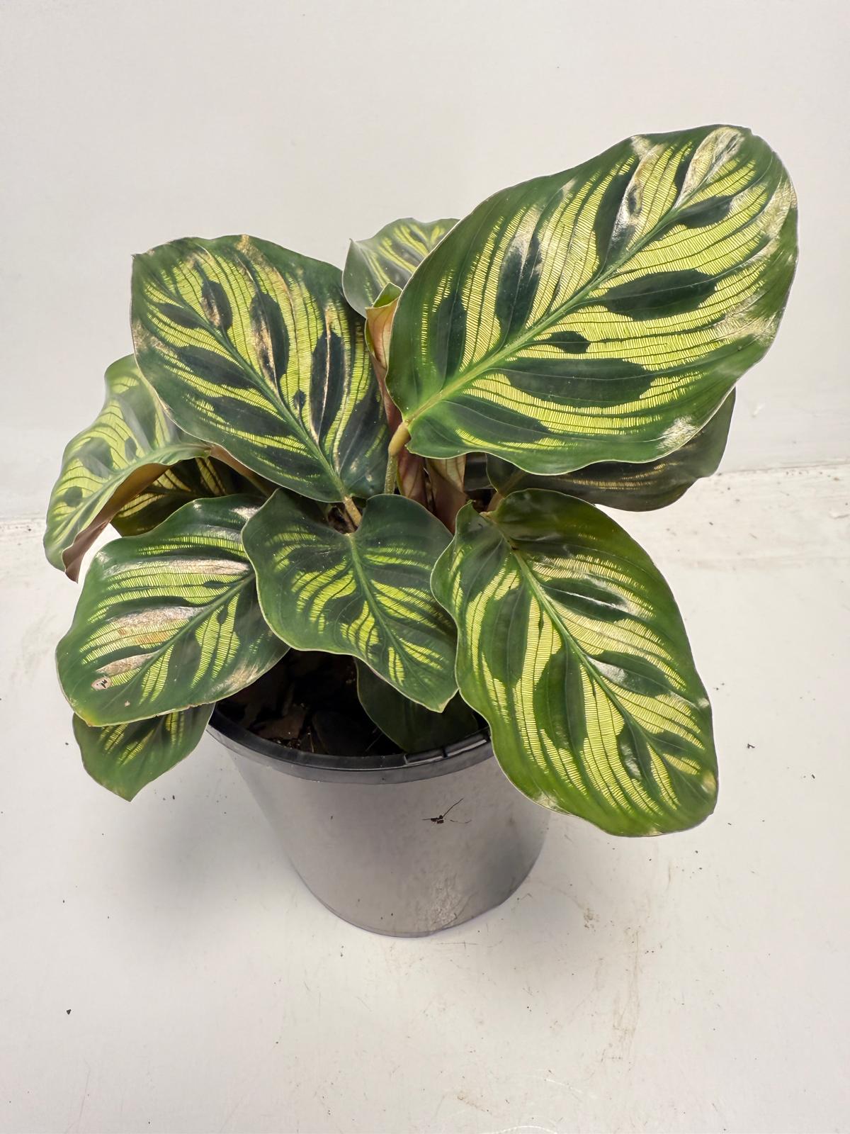 Calathea makoyana