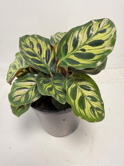 Calathea makoyana