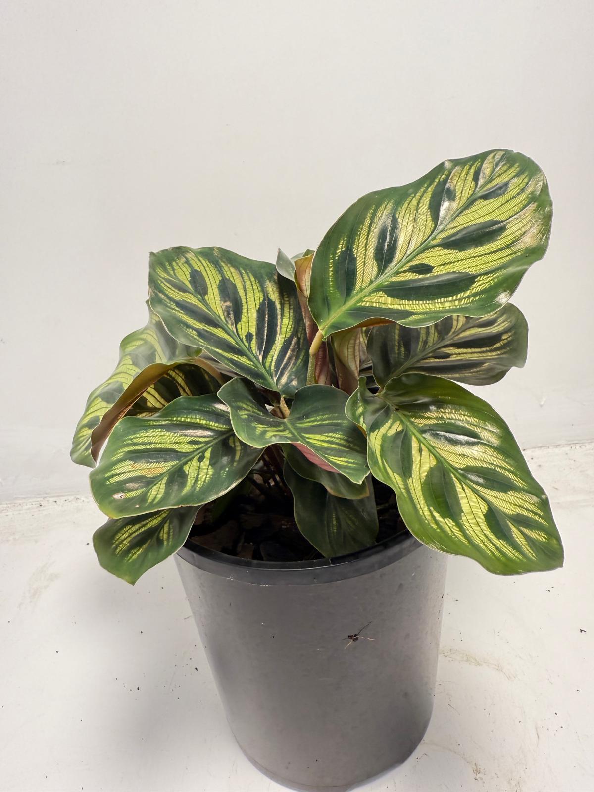 Calathea makoyana