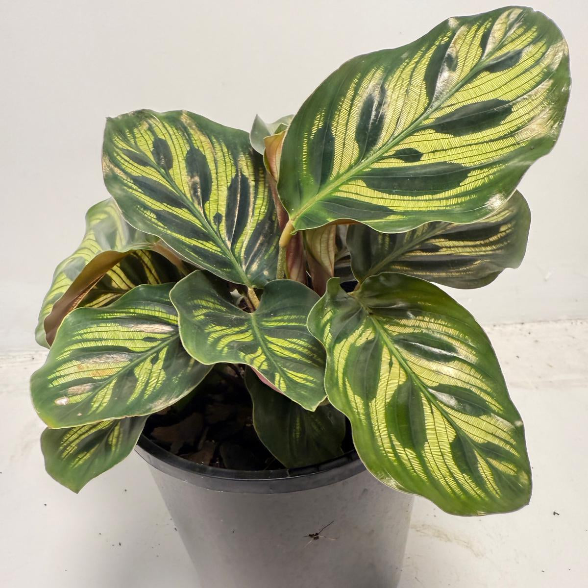 Calathea makoyana