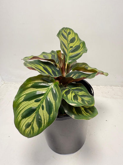 Calathea makoyana