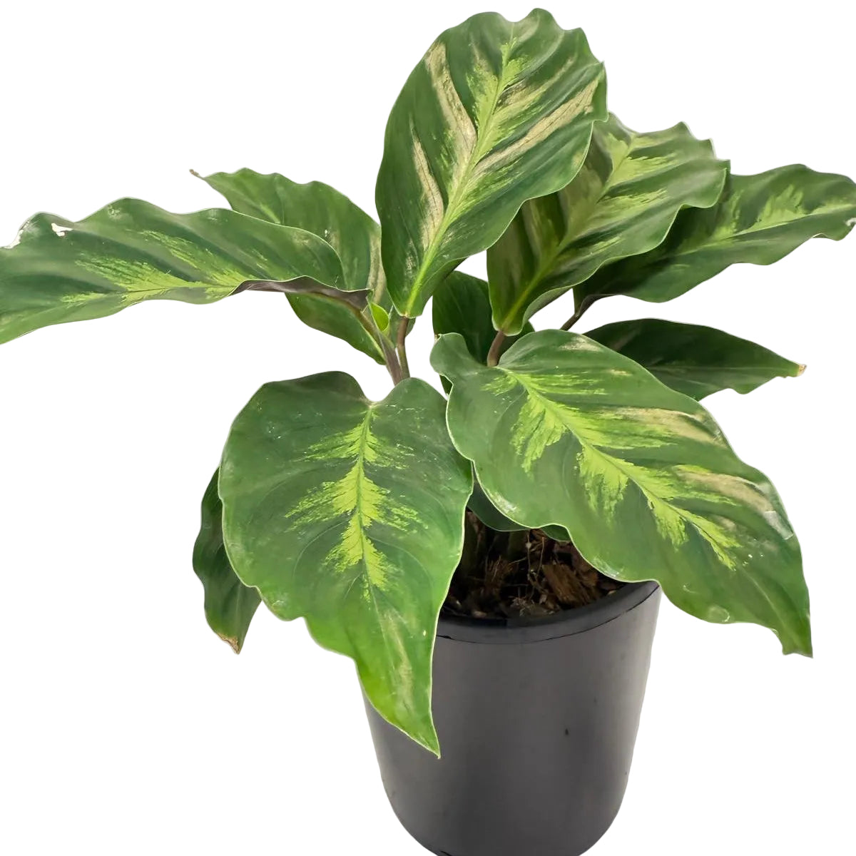 Calathea ‘Thai Beauty’ | Colourful Tropical Indoor Plant Succulents World