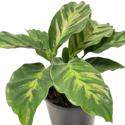 Calathea ‘Thai Beauty’ | Colourful Tropical Indoor Plant Succulents World