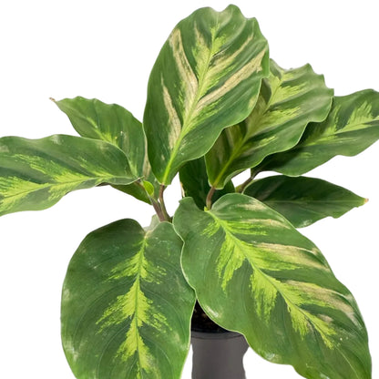 Calathea ‘Thai Beauty’ | Colourful Tropical Indoor Plant Succulents World