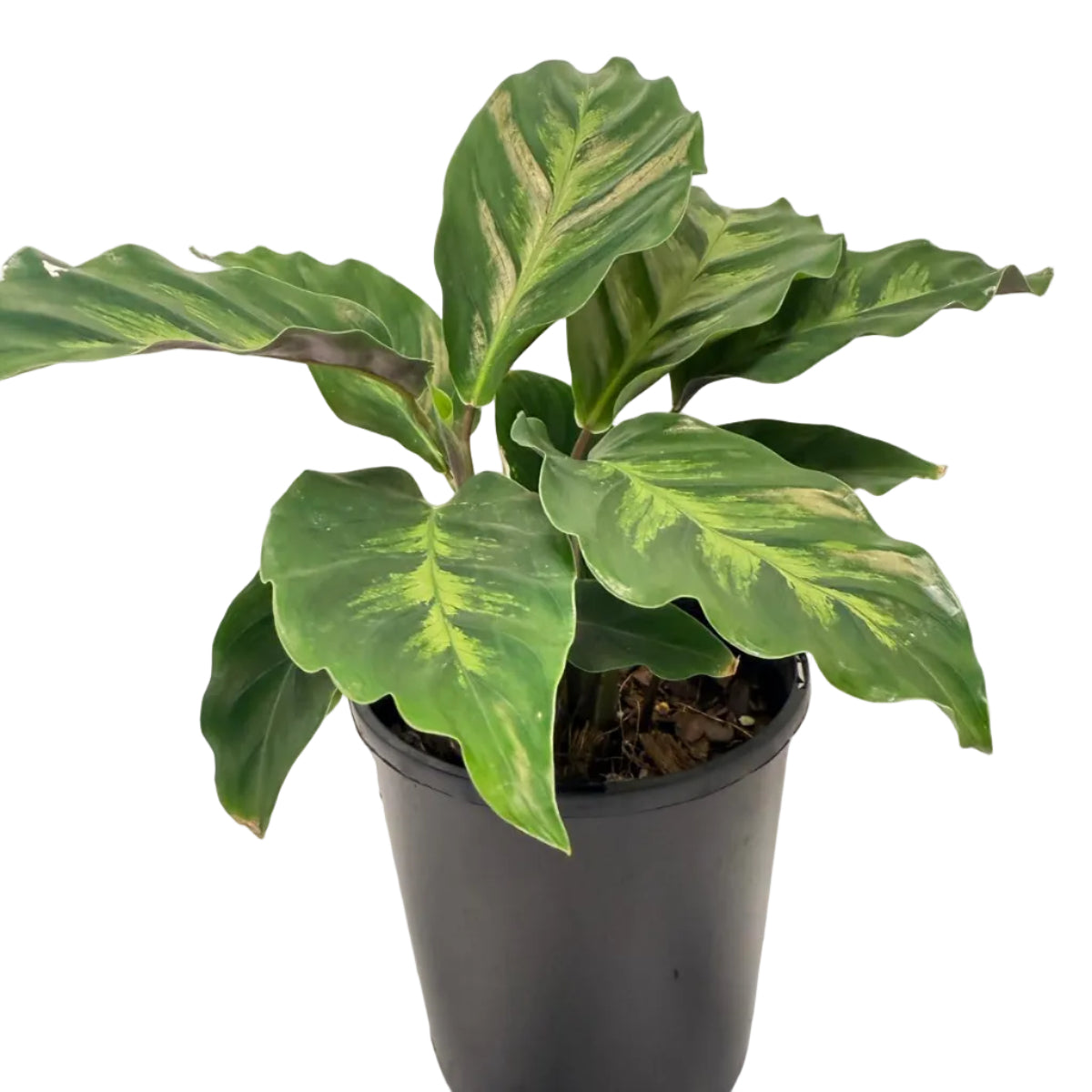 Calathea ‘Thai Beauty’ | Colourful Tropical Indoor Plant Succulents World
