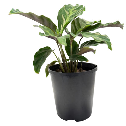 Calathea ‘Thai Beauty’ | Colourful Tropical Indoor Plant Succulents World