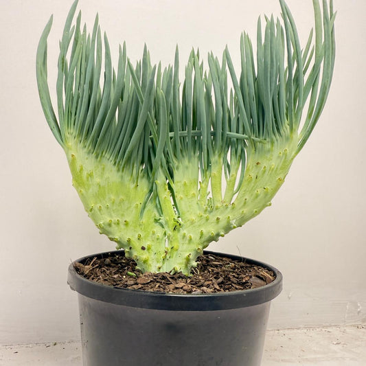 Senecio Talinoides Mermaids Tail