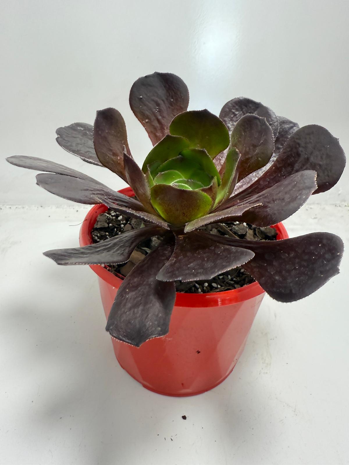 Semponium ‘Destiny’ – Stunning Colorful Rosette Succulent |130mm