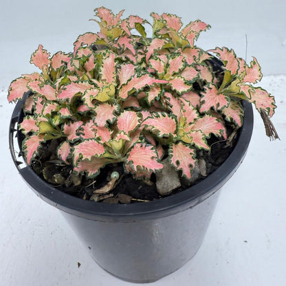 Fittonia Pink – Vibrant Nerve Plant for Indoor Gardens |100mm