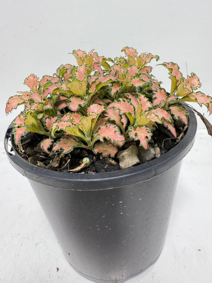Fittonia Pink – Vibrant Nerve Plant for Indoor Gardens |100mm