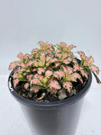 Fittonia Pink – Vibrant Nerve Plant for Indoor Gardens |100mm