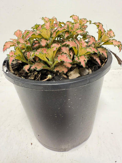 Fittonia Pink – Vibrant Nerve Plant for Indoor Gardens |100mm