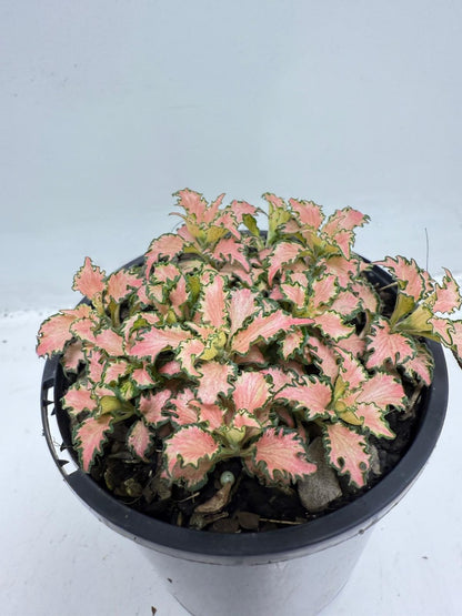 Fittonia Pink – Vibrant Nerve Plant for Indoor Gardens |100mm