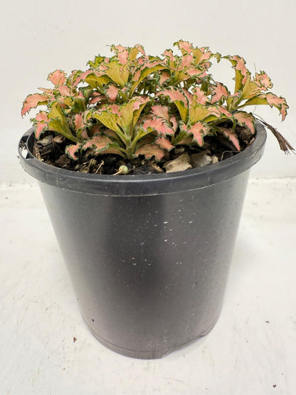 Fittonia Pink – Vibrant Nerve Plant for Indoor Gardens |100mm