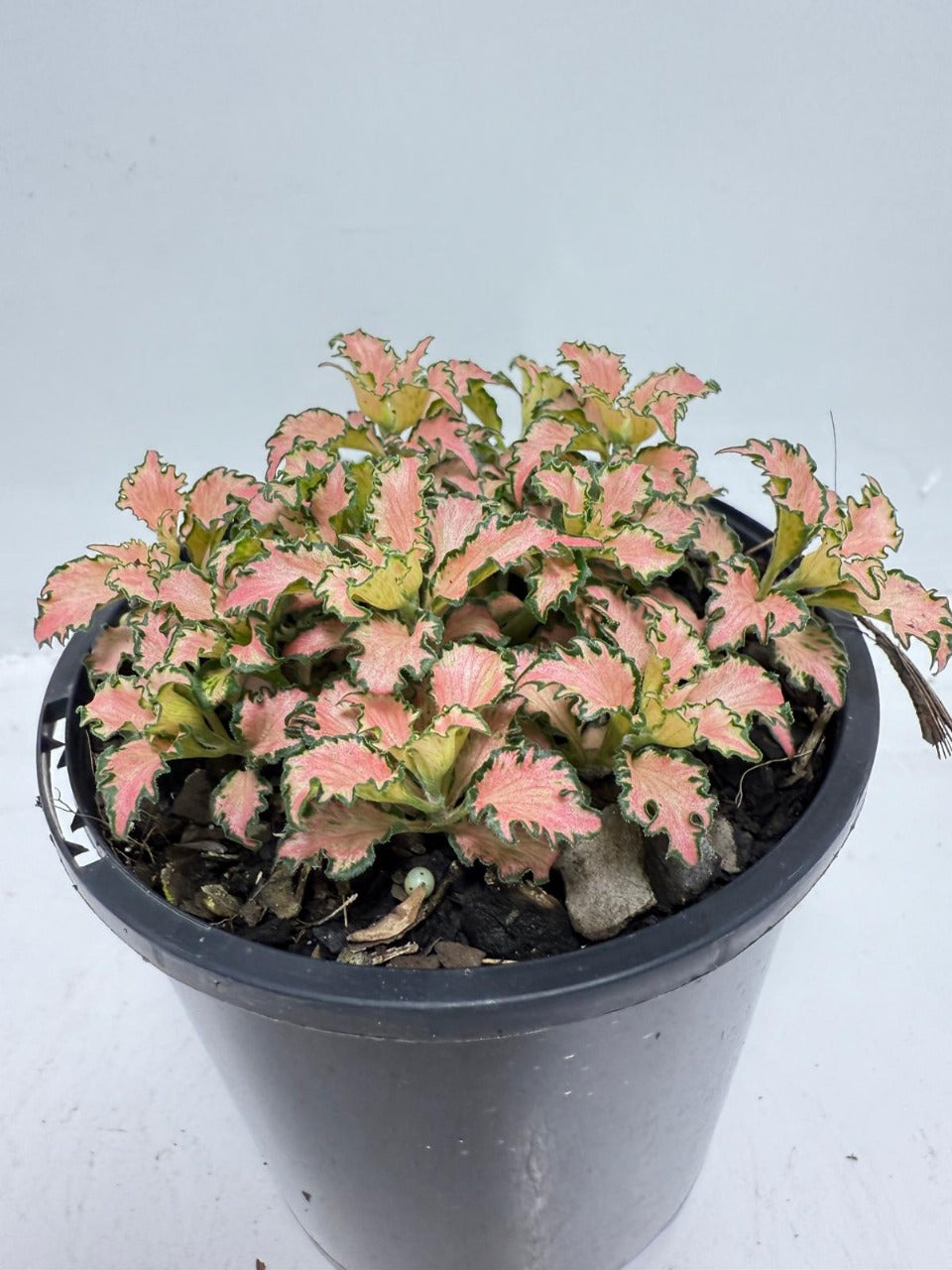 Fittonia Pink – Vibrant Nerve Plant for Indoor Gardens |100mm