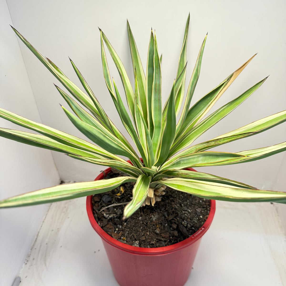 Yucca Carnival | 210mm