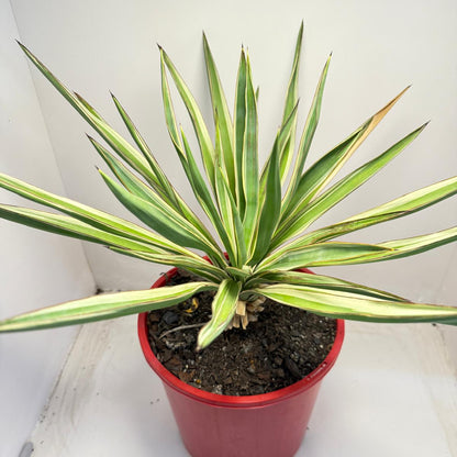 Yucca Carnival | 210mm