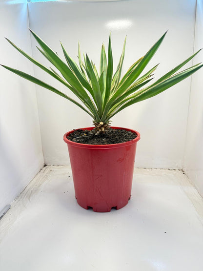 Yucca Carnival | 210mm