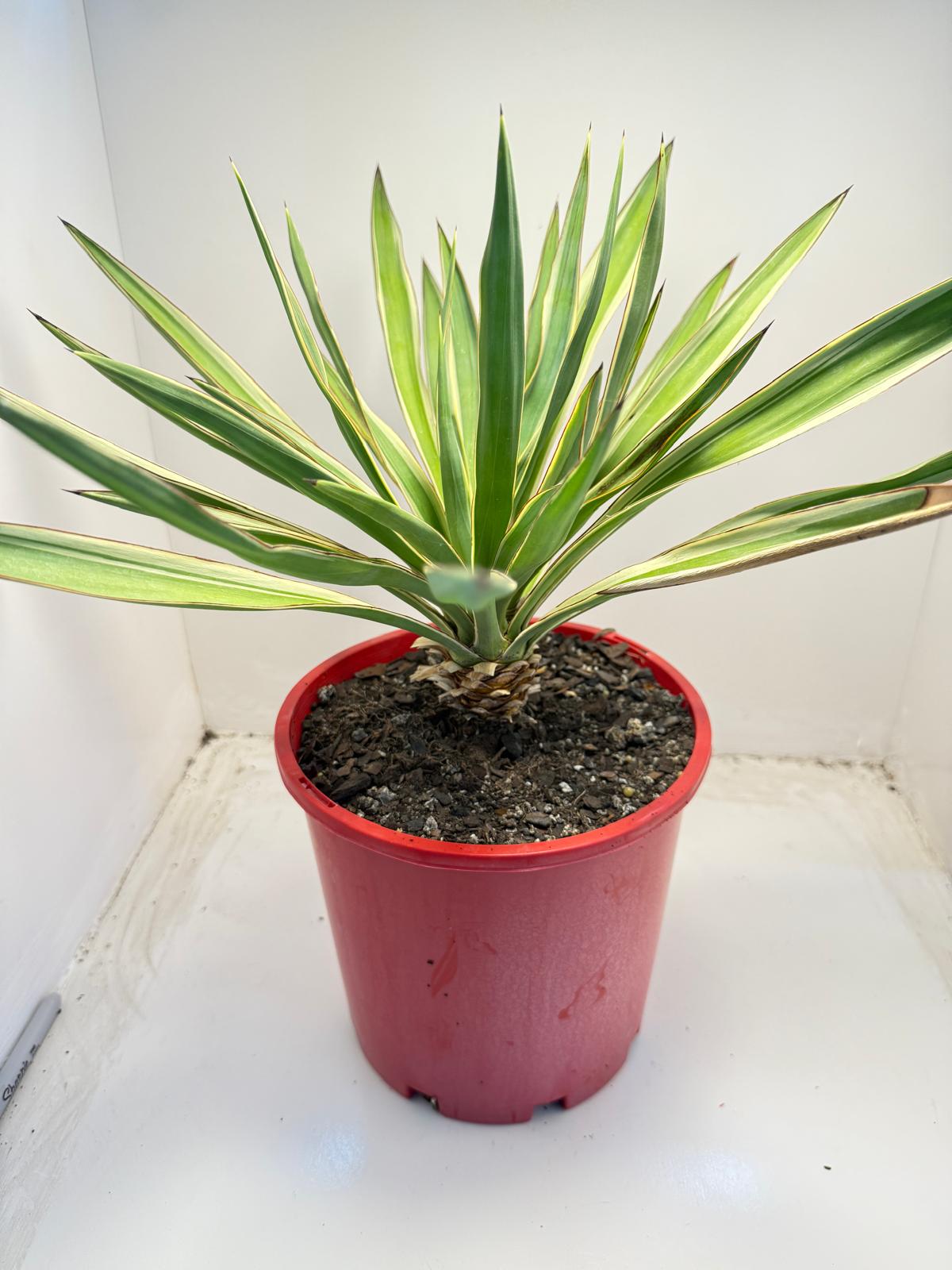 Yucca Carnival | 210mm