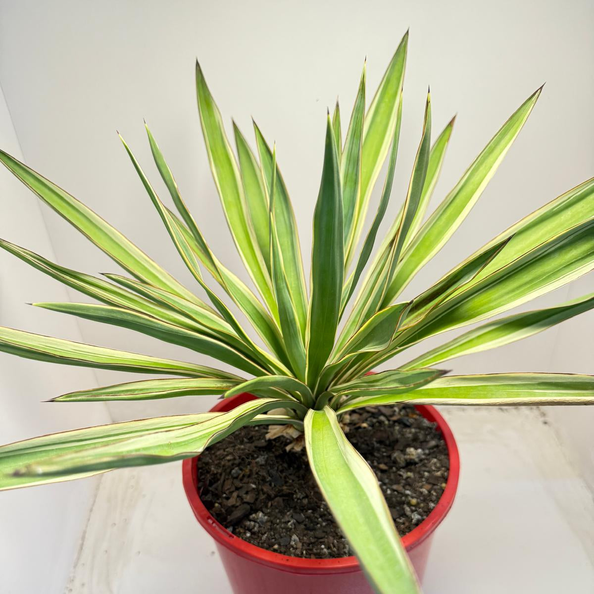 Yucca Carnival | 210mm