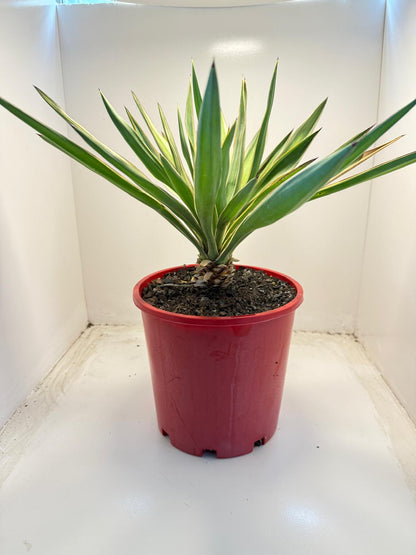 Yucca Carnival | 210mm