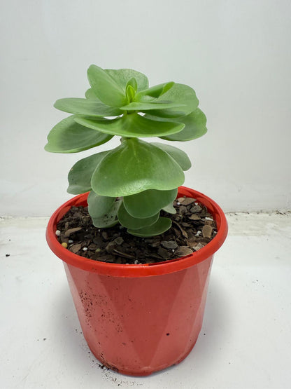 Portulaca molokiniensis 'Hawaiian Portulaca' 130mm