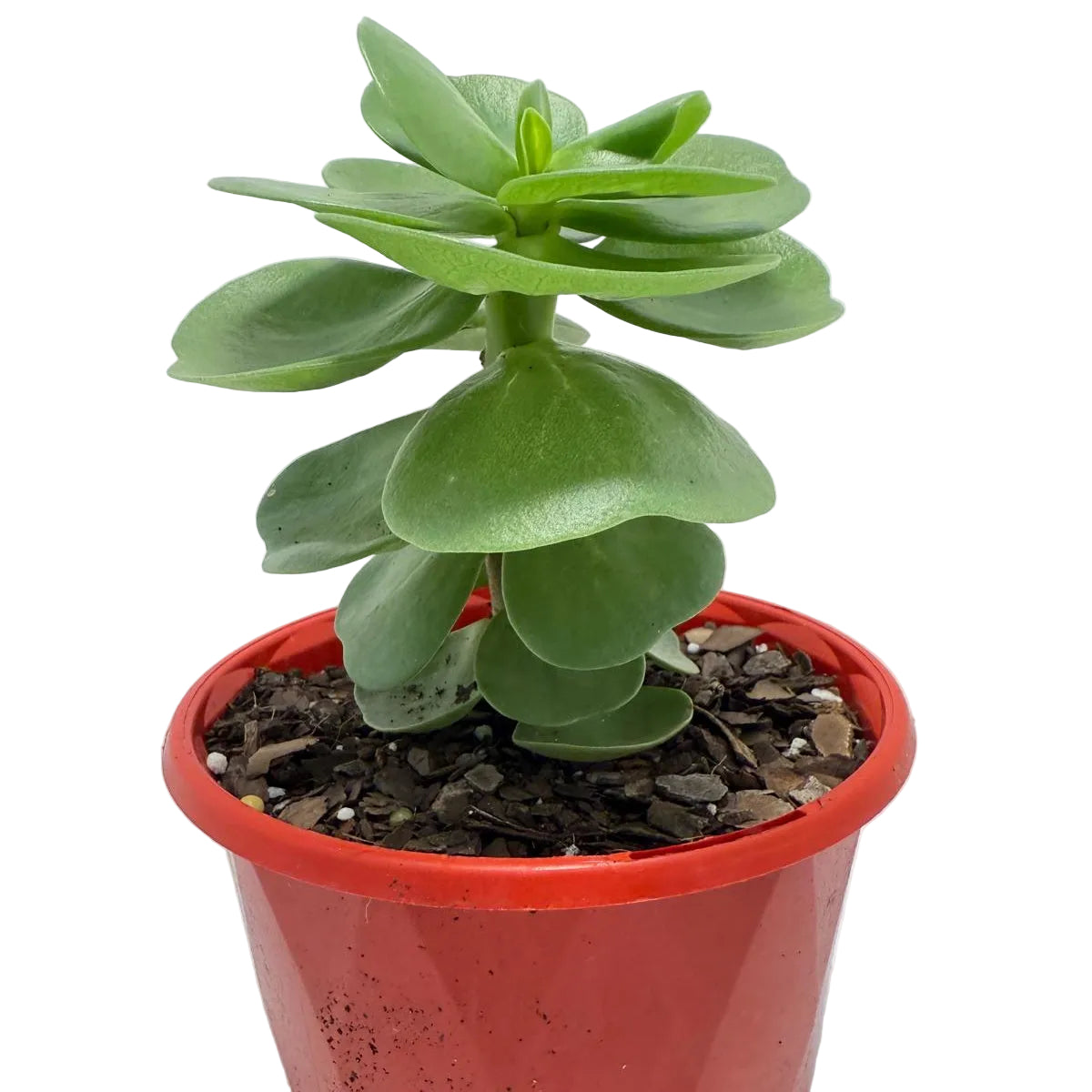 Portulaca molokiniensis 'Hawaiian Portulaca' 130mm