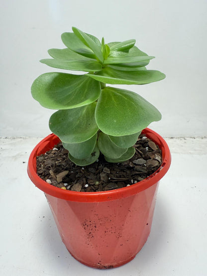 Portulaca molokiniensis 'Hawaiian Portulaca' 130mm