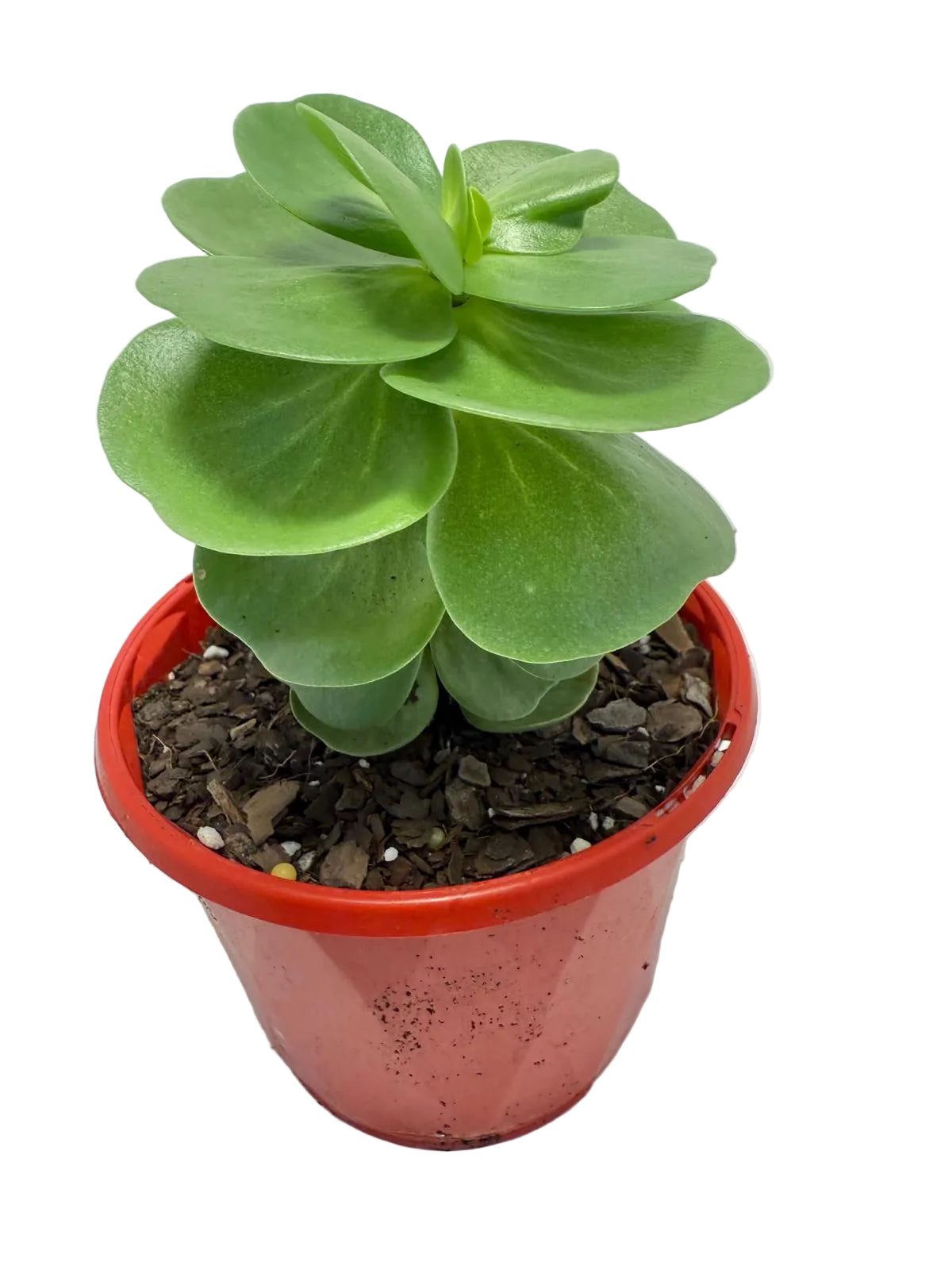 Portulaca molokiniensis 'Hawaiian Portulaca' 130mm