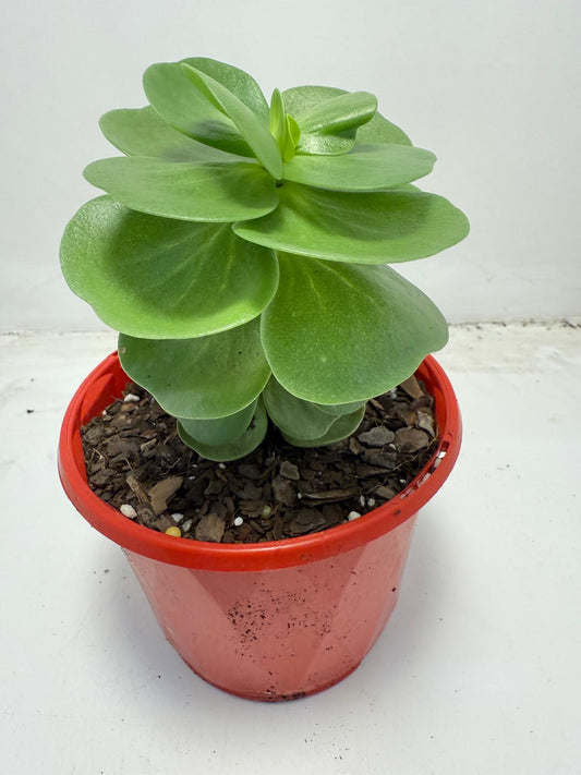 Portulaca molokiniensis 'Hawaiian Portulaca' 130mm